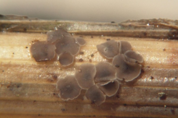 : Weichbecherchen-Mollisia poaeoides