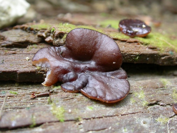 Violettschwarzer Dickbecherling-Pachyella violaceonigra