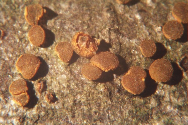 : Rindenbecherchen-Pezicula sepium