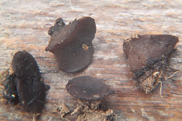 Brandstellen-Becherling-Plicaria anthracina
