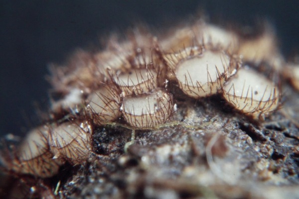 Doppelspitzhaariges Becherchen-Trichophaeopsis bicuspis