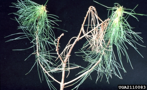 :-Meloderma desmazieri