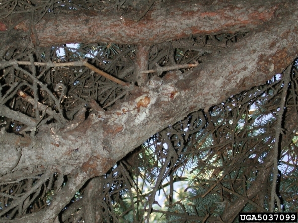 :-Leucostoma kunzei