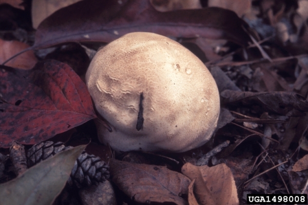 Lilafarbener Stäubling-Calvatia cyathiformis
