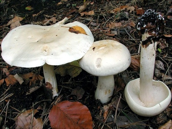 Gerippter Gasritterling-Tricholoma stiparophyllum