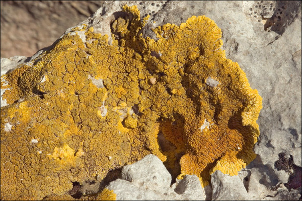 :-Caloplaca decipiens