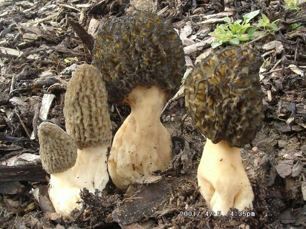 Spitzmorchel-Morchella conica