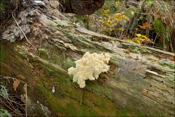 Tannen-Stachelbart-Hericium flagellum