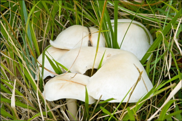 Büscheliger Rötelritterling-Lepista caespitosa