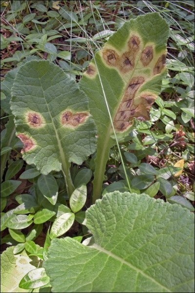 :-Ramularia primulae