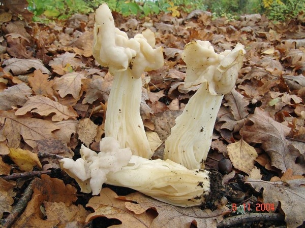 Herbstlorchel-Helvella crispa