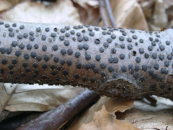 Buchen-Eckenscheibchen-Diatrype disciformis