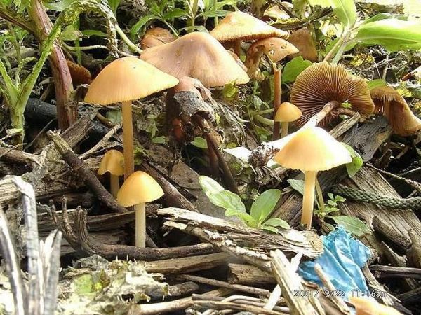 Gold-Samthäubchen-Conocybe aurea