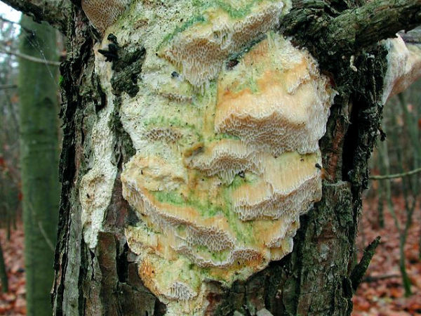 Gelbliche Kieferntramet-Diplomitoporus flavescens