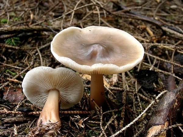 Horngrauer Rübling-Collybia butyracea var.asema