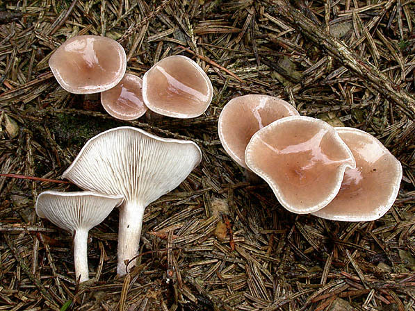 Fleischfalber Trichterling-Clitocybe diatreta
