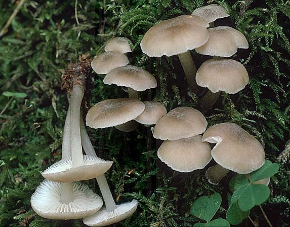 Fransiger Faserrübling-Clitocybula lacerata