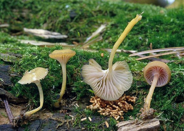 Violettblättriger Nabeling-Chromosera cyanophylla