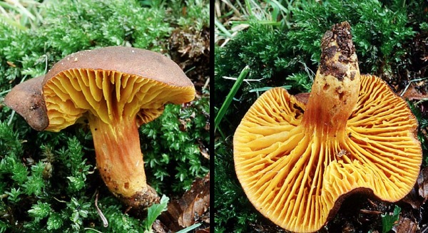 Europäisches Goldblatt-Phylloporus pelletieri