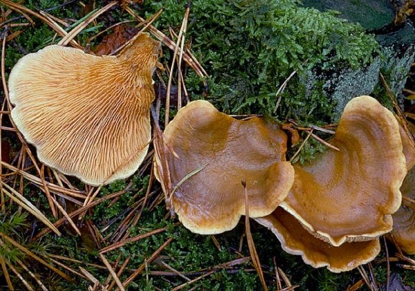 Gemeiner Muschelkrempling-Tapinella panuoides