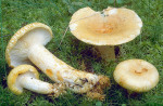 Blaßgelber Zotten-Milchling-Lactarius tuomikoskii