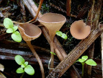 Seggen-Sklerotienbecherchen-Myriosclerotinia sulcatula