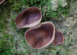 : Becherling-Peziza exogelatinosa