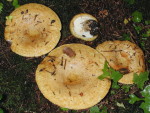 Grubiger Milchling-Lactarius scrobiculatus