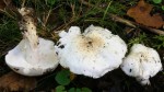 Gilbender Weissritterling-Tricholoma sulfurescens