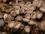 : Haarbecherchen-Trichopezizella barbata
