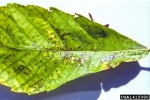:-Mycosphaerella maculiformis