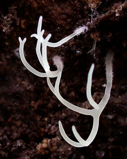 Lilaweisse Byssuskeule-Lentaria albovinacea