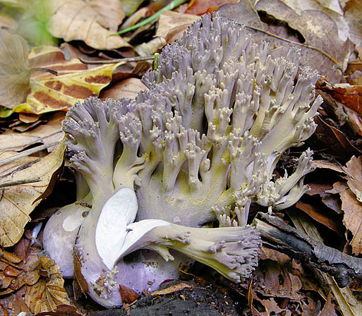 Gelbrussige Koralle-Ramaria fennica