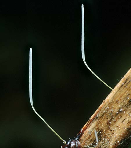 : Typhula-Typhula olivascens