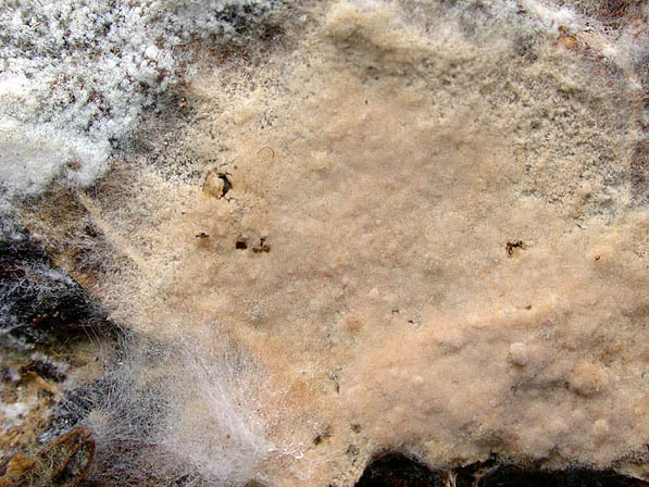 Glattsporiger Sternsetenpilz-Asterostroma laxum