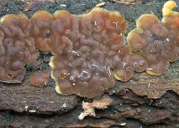 : Cerinomyces-Cerinomyces crustulinus