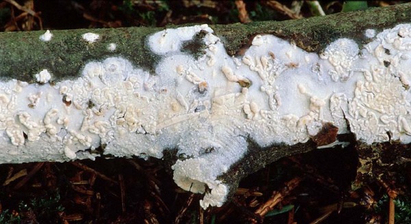 Strohfarbener Saftzystidling-Gloeocystidiellum porosum