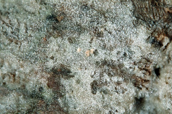 : Helicogloea-Helicogloea lagerheimii