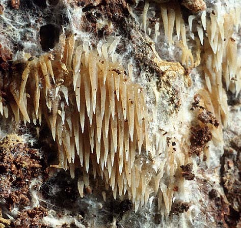 Grünweisses Hängezähnchen-Kavinia alboviridis