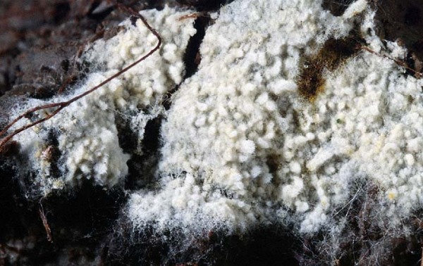 Weißmoos-Lindtneria-Lindtneria leucobryophila