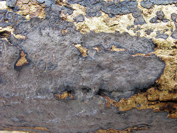 Eschen-Zystidenrindenpilz-Peniophora limitata