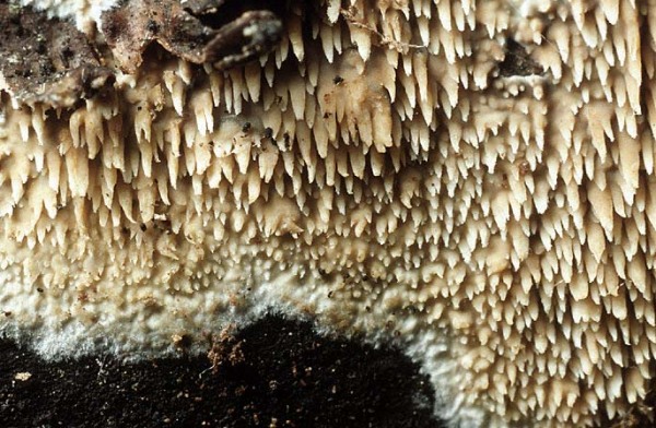 : Kammpilz-Phlebia fuscoatra