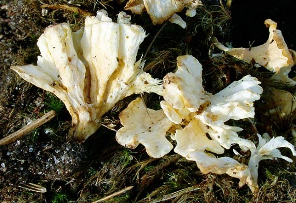 : Stereopsis-Stereopsis vitellina