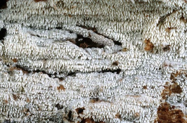 : Stachelsporling-Trechispora hymenocystis