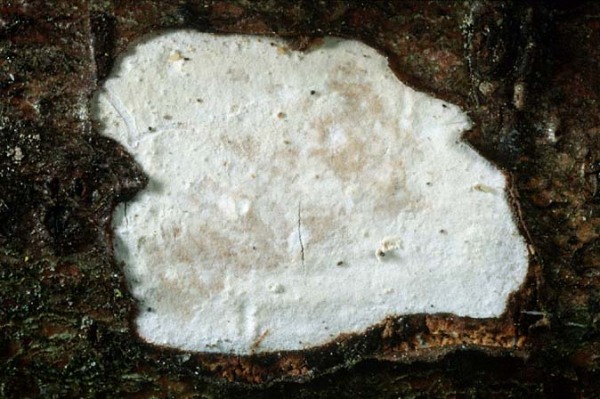 : Rindensprenger-Vuilleminia cystidiata
