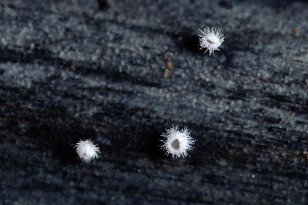 Peziza punctiformis-Flagelloscypha punctiformis