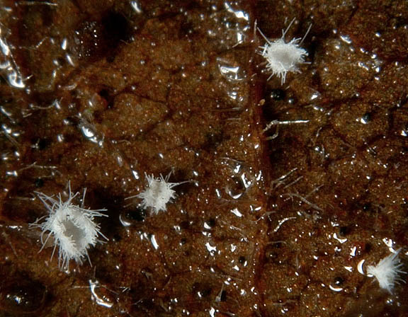 : Fingerhut-Seticyphella niveola