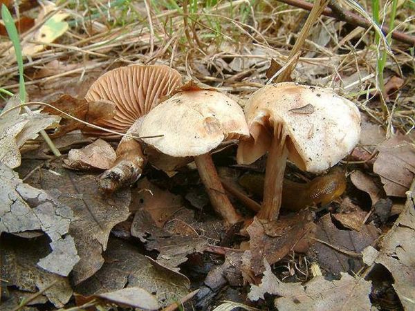 Süssriechender Fälbling-Hebeloma sacchariolens