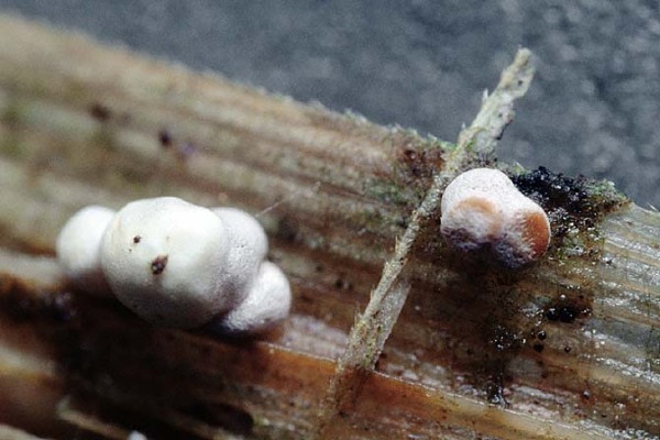 Zwerg-Nestling-Mycocalia denudata