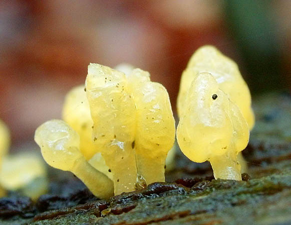 Zungen-Hörnling-Calocera glossoides